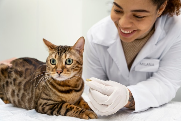 Chiuda sul medico sorridente con il gatto sveglio