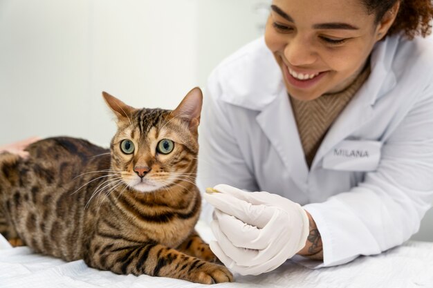 Chiuda sul medico sorridente con il gatto sveglio