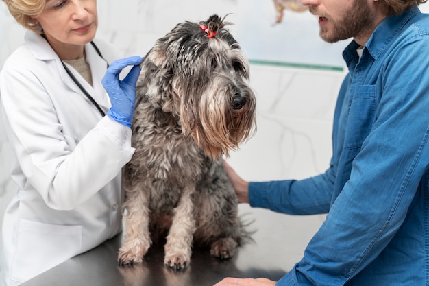 Chiuda sul veterinario che controlla il cane sveglio