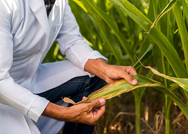 Chiuda sull'agronomo che controlla una foglia del mais