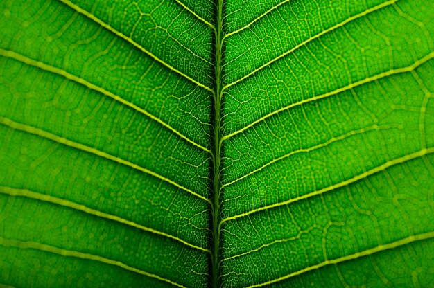 Chiuda sulla linea di foglia verde