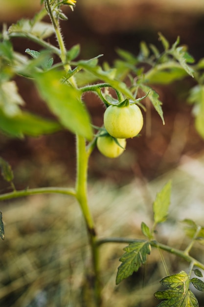 Chiuda sulla pianta di tomatoe nel giardino