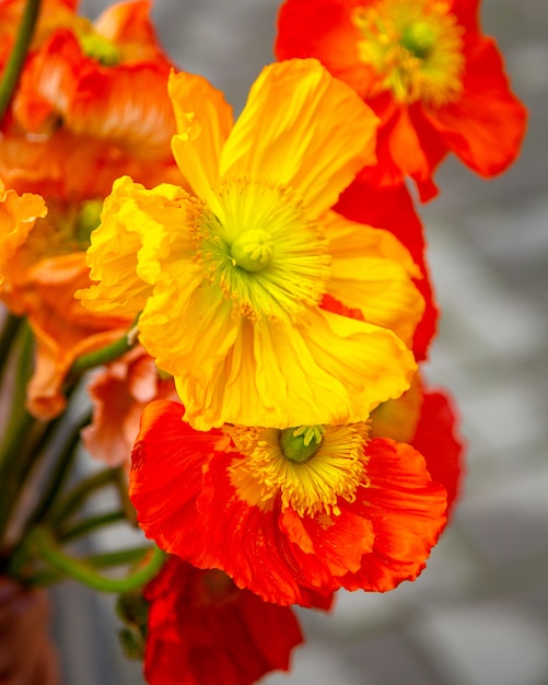 Chiuda sulla vista del mazzo giallo dei fiori dell'anemone