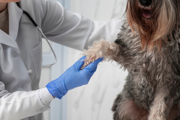 Chiuda sulla zampa del cane della holding del medico