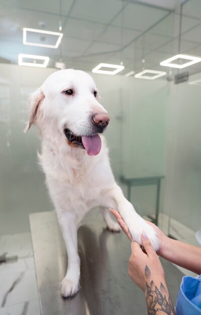 Chiuda sulla zampa del cane della holding del medico
