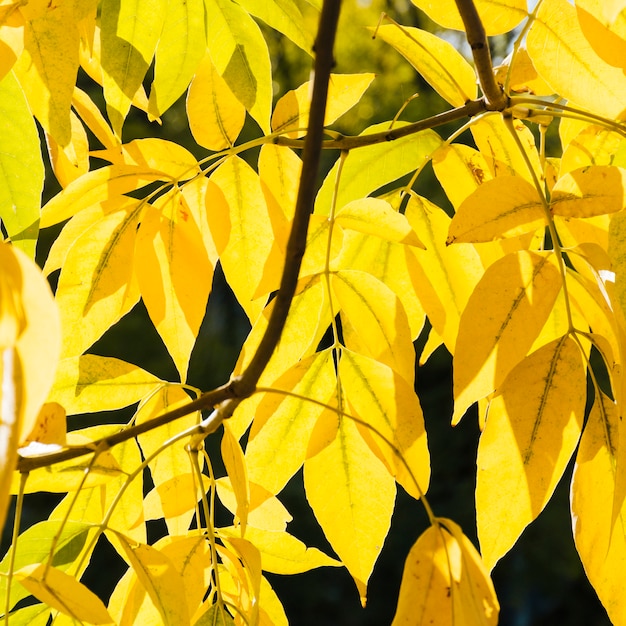 Chiuda sulle foglie di autunno gialle