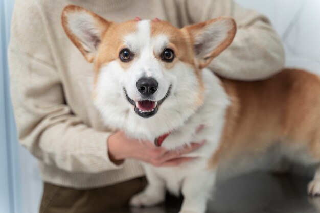 Chiuda sulle mani che tengono i corgi