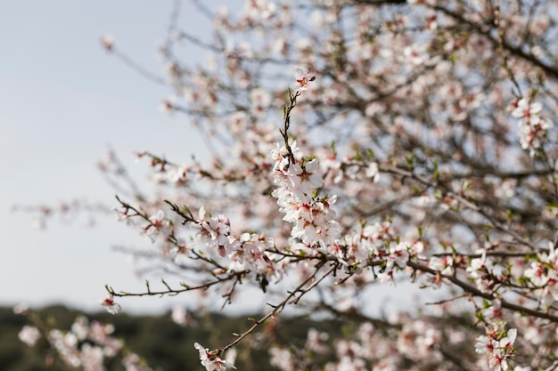 Chiudere i rami degli alberi con fiori che sbocciano