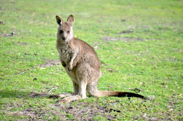 Chiudere il colpo di un canguro bambino in piedi su un campo erboso con uno sfondo sfocato