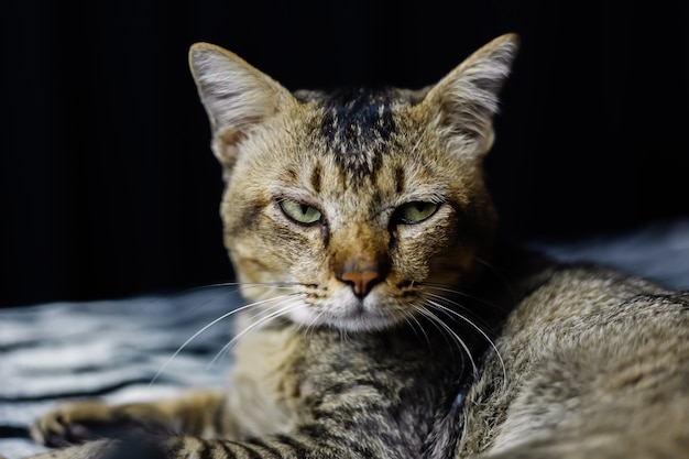 Chiudere il ritratto del bellissimo gatto spogliato rilassante sulla coperta zebra