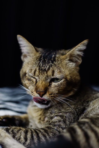 Chiudere il ritratto del bellissimo gatto spogliato rilassante sulla coperta zebra