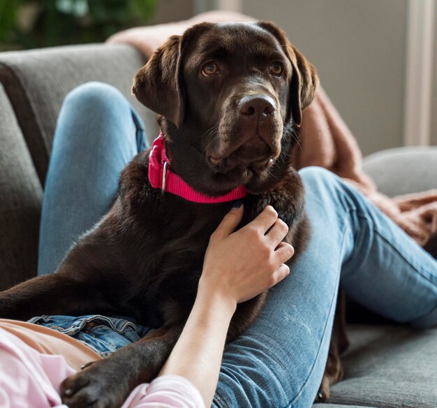 Chiudere la mano petting simpatico cane