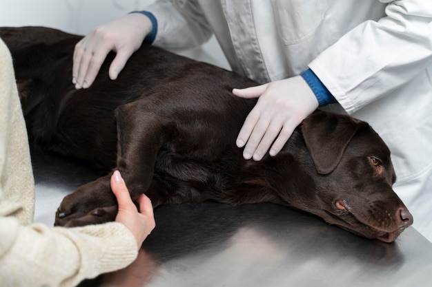 Chiudere le mani che toccano il cane