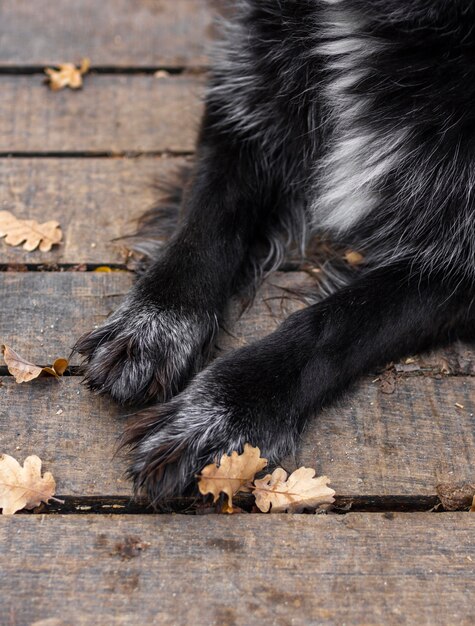 Chiudere le zampe del cane all'aperto