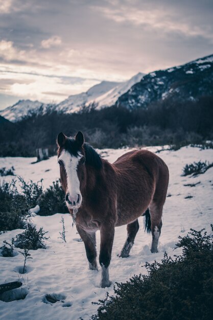 Chiusura verticale di un cavallo marrone in una foresta invernale