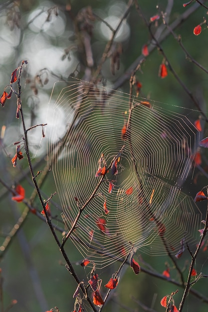 Chiusura verticale di una ragnatela su un ramo di un albero con uno sfondo sfocato