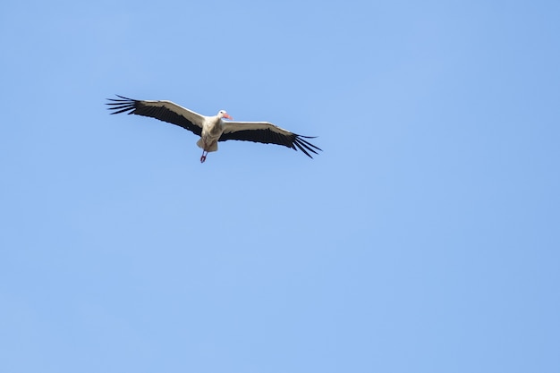 Cicogna bianca che vola nel cielo azzurro