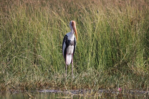 Cicogna bianca nell'erba vicino al lago