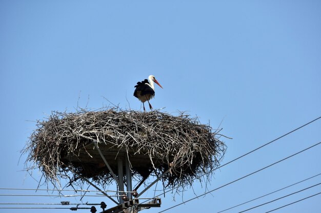 Cicogna nel suo nido sul palo dell'elettricità con un lampione