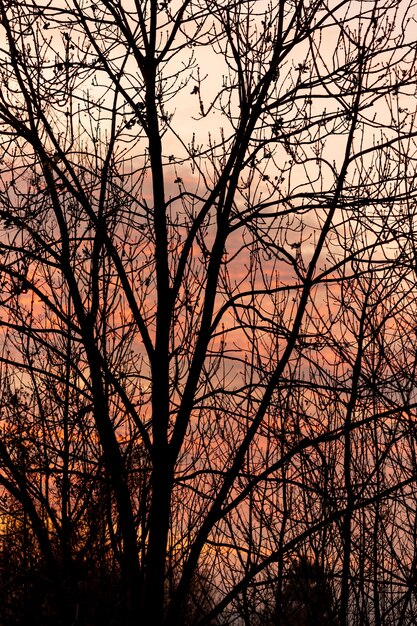 Cielo al tramonto attraverso l'albero vuoto