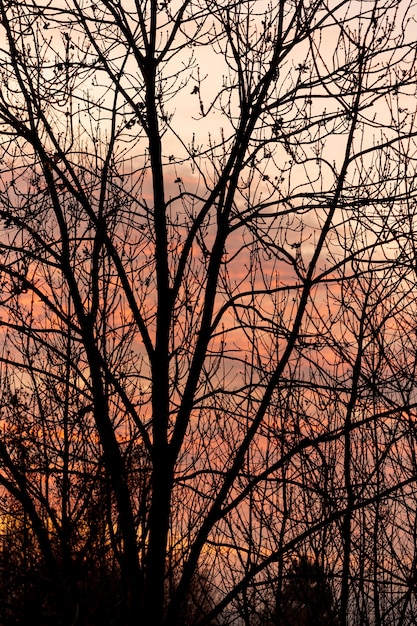 Cielo al tramonto attraverso l'albero vuoto