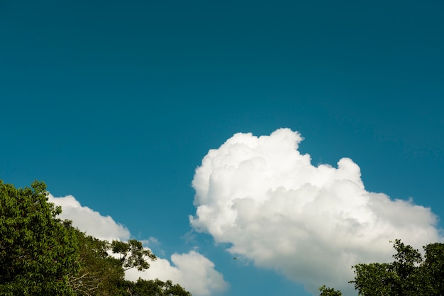 Cielo blu con alcune punte di nuvole e alberi