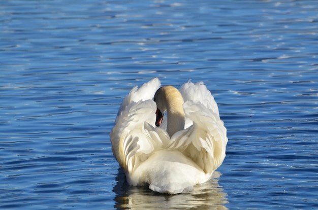Cigno bianco che nuota su un lago con una bella forma di riposo
