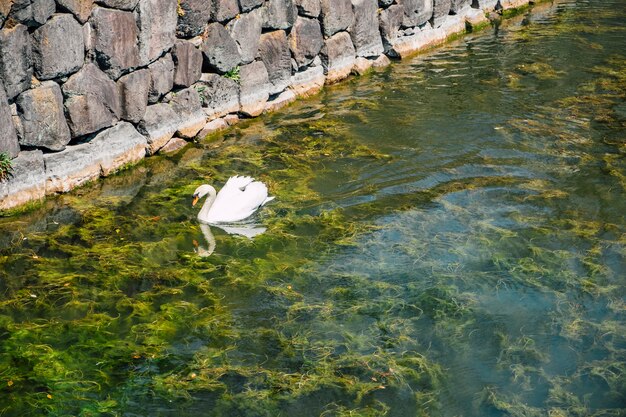 cigno che nuota nel lago