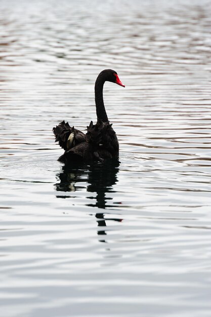 cigno nero