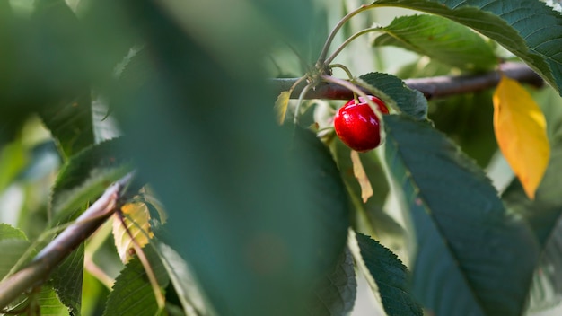 Ciliegia rossa del primo piano in albero