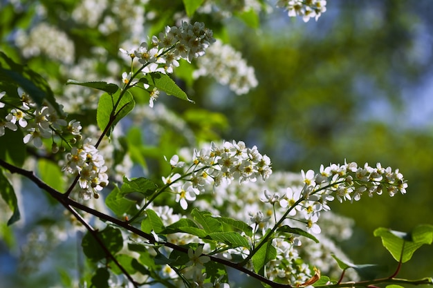 Ciliegio degli uccelli in piena fioritura