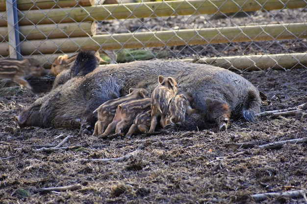 Cinghiale con i giovani. Animale nella foresta