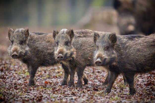 cinghiale nell'habitat naturale animale pericoloso nella foresta repubblica ceca natura sus scrofa