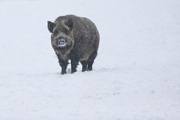 Cinghiale nell'habitat naturale. cinghiale europeo. Sus scrofa.