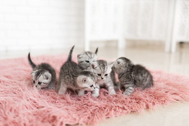 Cinque piccoli gattini grigi si trovano su un tappeto rosa