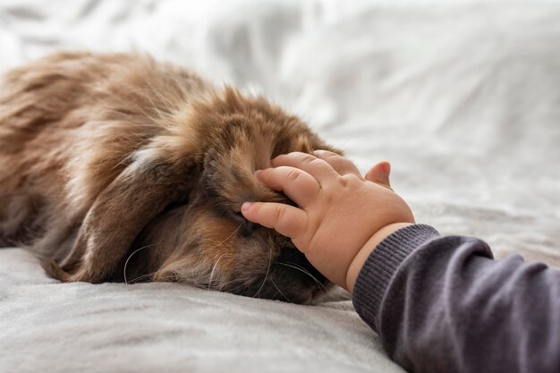 Close up baby mano petting coniglio