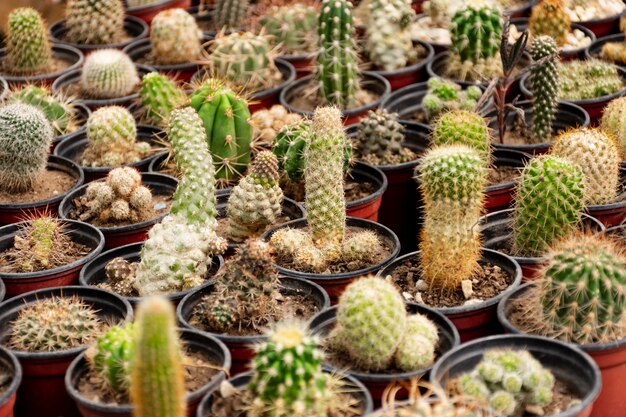 Close up cactus in giardino