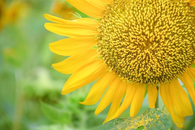 Close-up del delicato fiore giallo