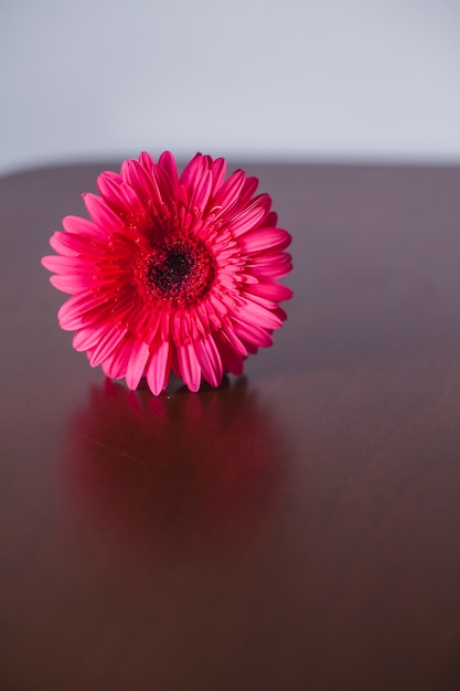 Close-up del delicato fiore rosa