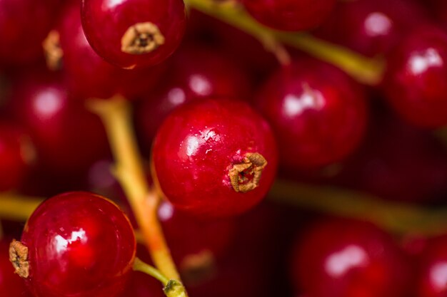 Close-up di bacche di ribes rosso