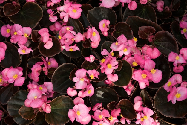 Close-up di bellissimi fiori rosa begonia