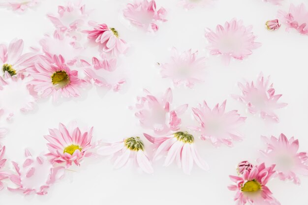 Close-up di bellissimi fiori rosa galleggianti sull&#39;acqua