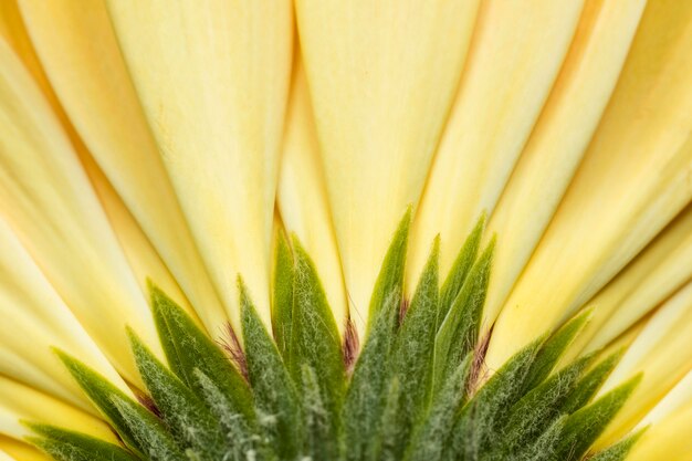 Close-up di bellissimi petali di fiori