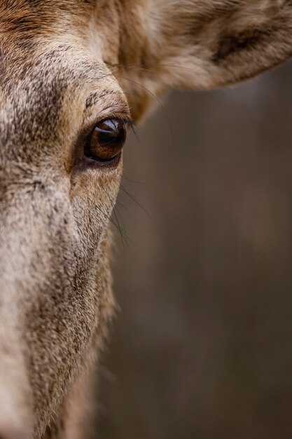 Close-up di cervi selvatici nella foresta