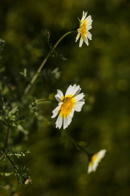 Close-up di fiori bianchi