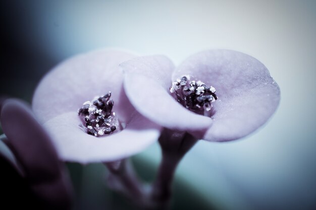 Close-up di fiori eleganti
