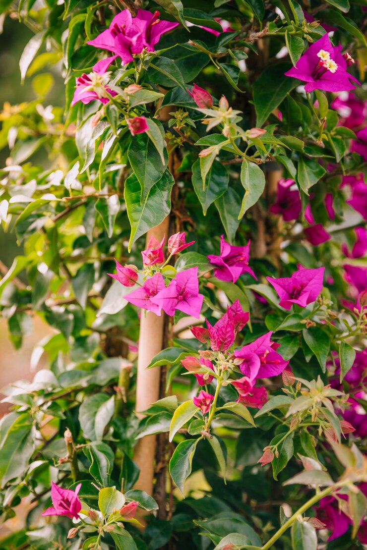 Foto gratuito close-up di fiori freschi di bouganville rosa