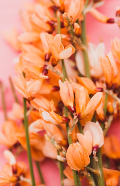 Close-up di fiori in toni arancio