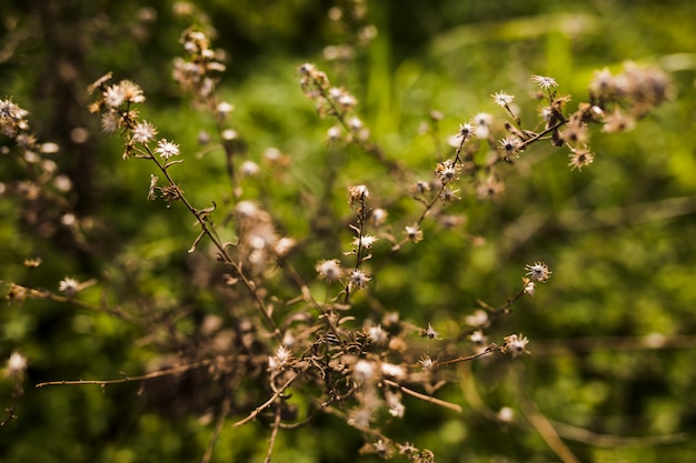 Close-up di fiori secchi