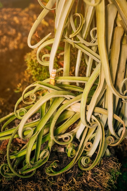 Close-up di foglie di arricciatura verde